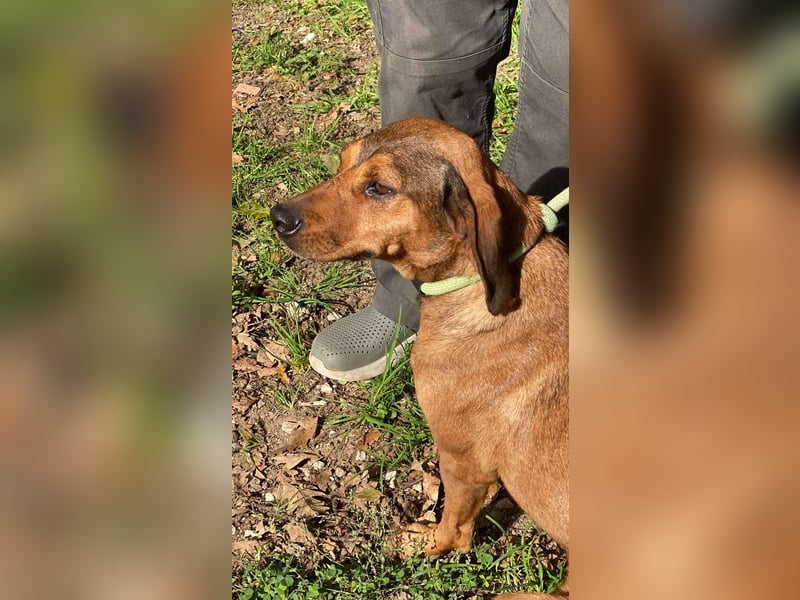 Yola - (Dringend Pflegestelle oder Zuhause gesucht) wie bei Hänsel und Gretel - nur schlimmer