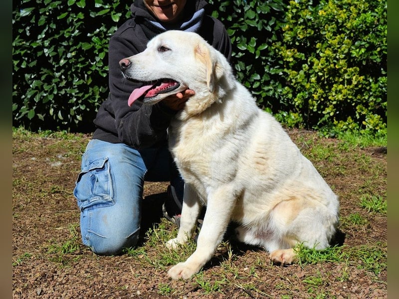 Shipley - Ein riesiges Missverständnis!