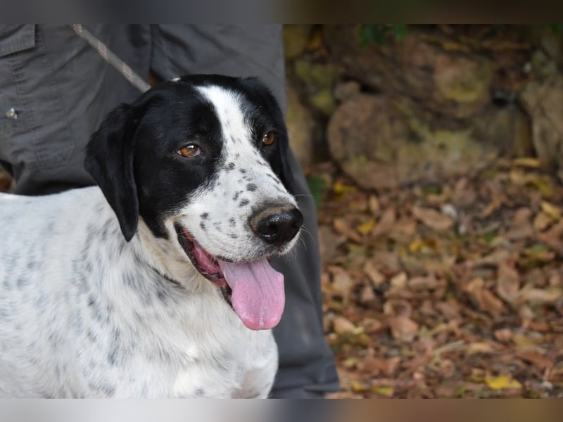 Demetrius - SOS - Sensibler Hund in großer Not