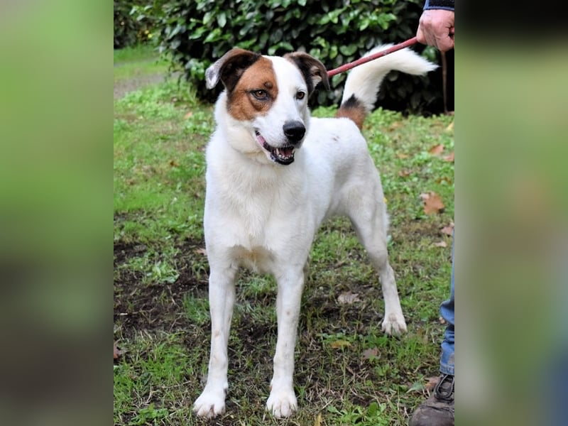 Miah - wohn"haft" in einem Hundelager