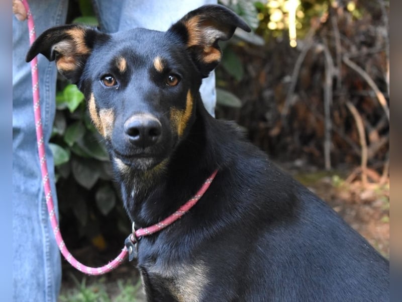 Djamica - fröhliche Junghündin mit offenem Herzen