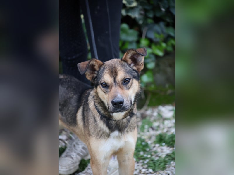 Aki - Verloren, gerettet, verlassen...