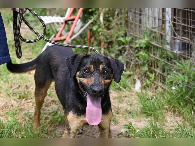 Robin - (Dringend Zuhause oder Pflegestelle gesucht) Ein unbeschriebenes Blatt...