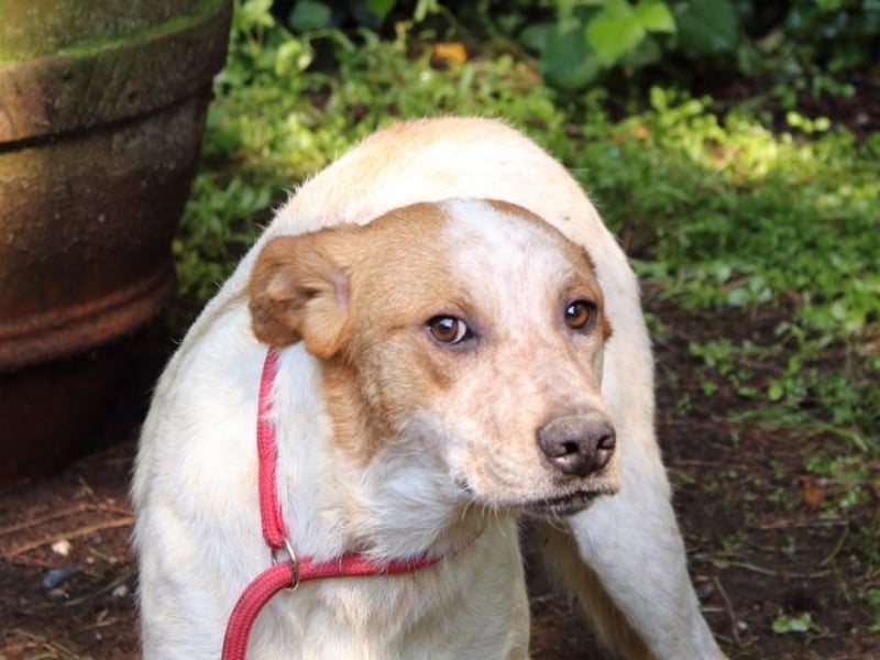 Zoilo - Z wie Zuckersüß und Zauberhaft