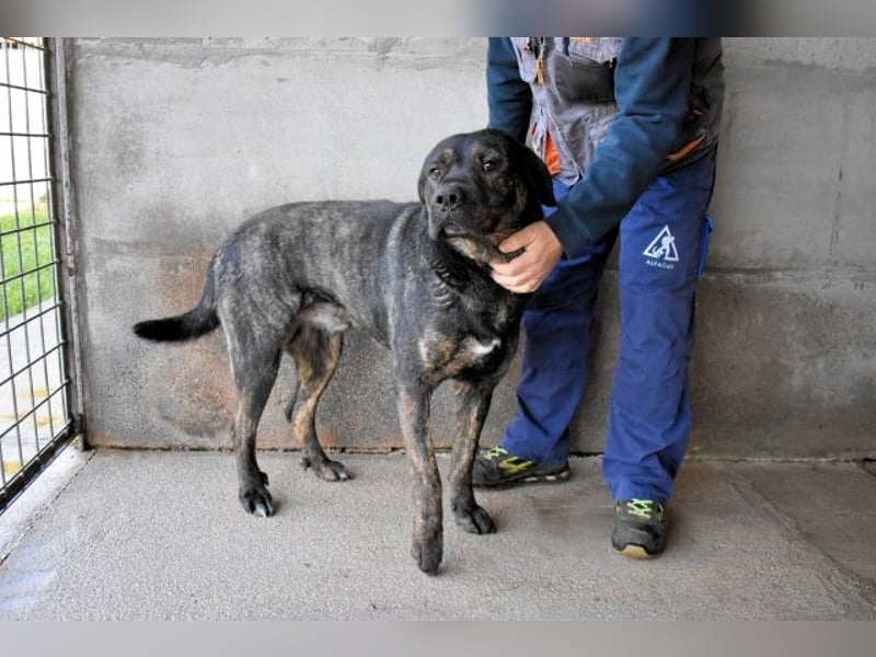 Rochus - Gestromte Liebe zu vergeben