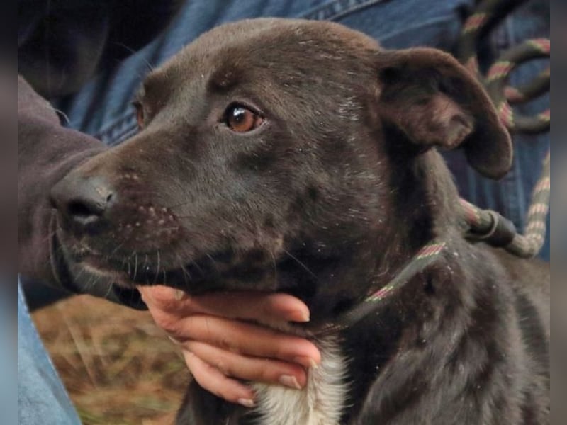 Rhino - Wenn man nicht auffällt, geht man unter