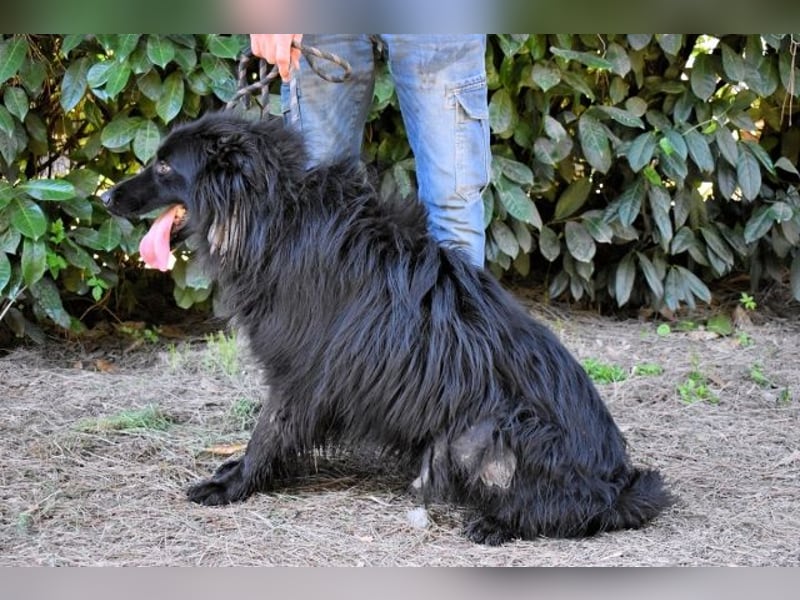 Settimio - Ich bin da, jetzt läuft's!?