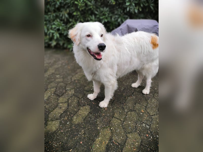 DALILA - Traumhund auf PS in Niedersachsen