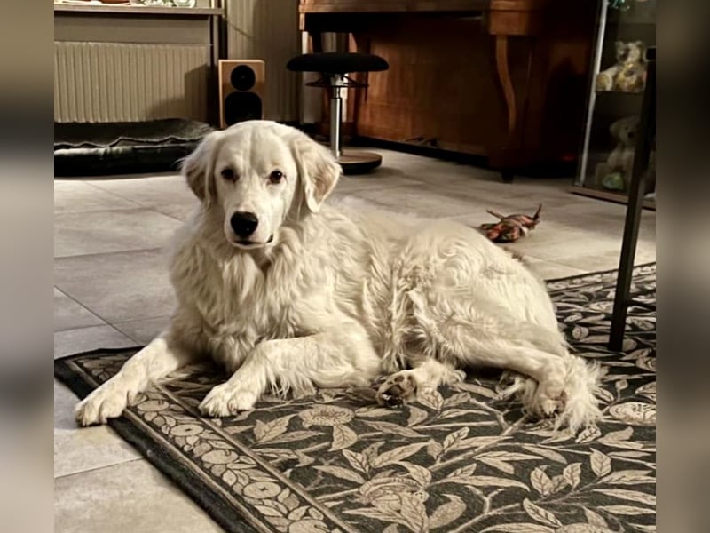 DALILA - Traumhund auf PS in Niedersachsen