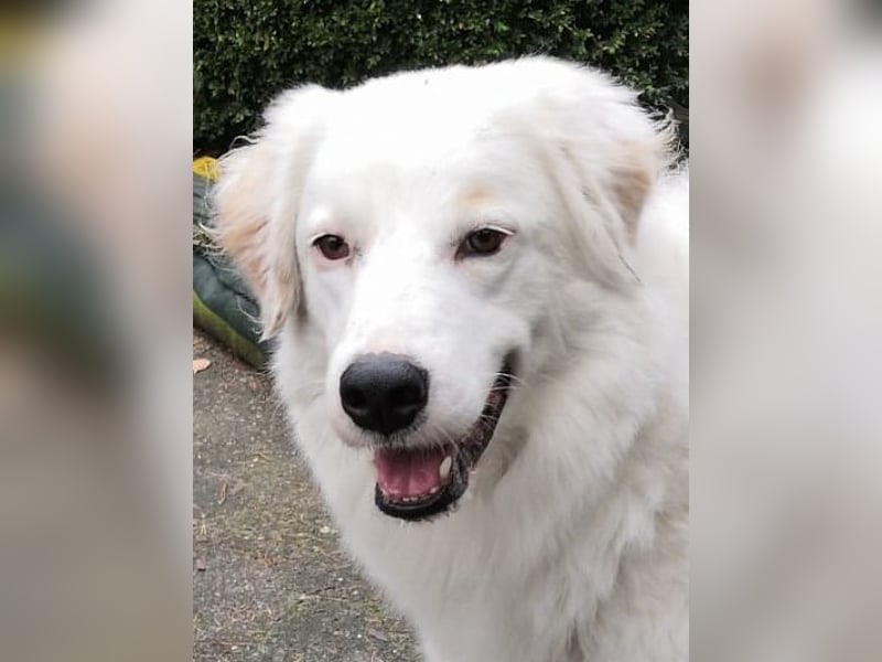 DALILA - Traumhund auf PS in Niedersachsen