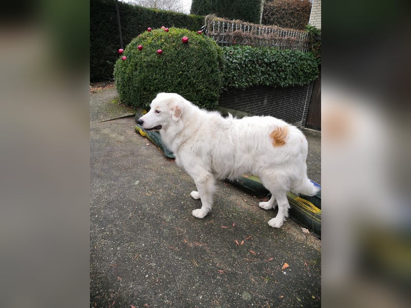 DALILA - Traumhund auf PS in Niedersachsen