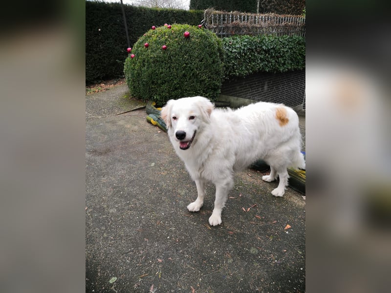 DALILA - Traumhund auf PS in Niedersachsen