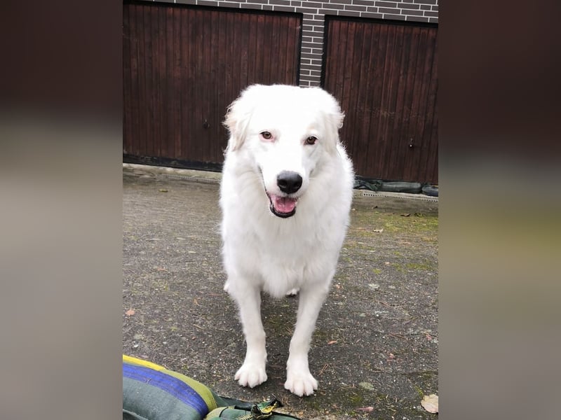 DALILA - Traumhund auf PS in Niedersachsen