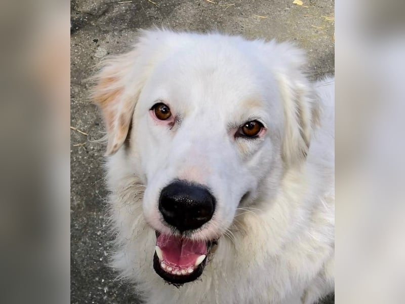 DALILA - auf PS in Niedersachsen