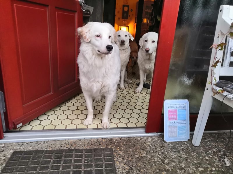 DALILA - Traumhund auf PS in Niedersachsen