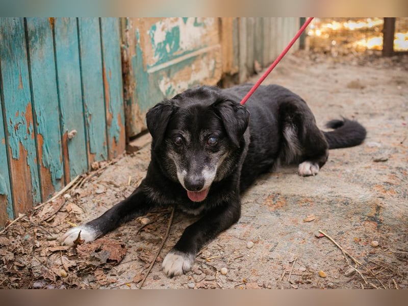 Rolfi sucht ein Zuhause