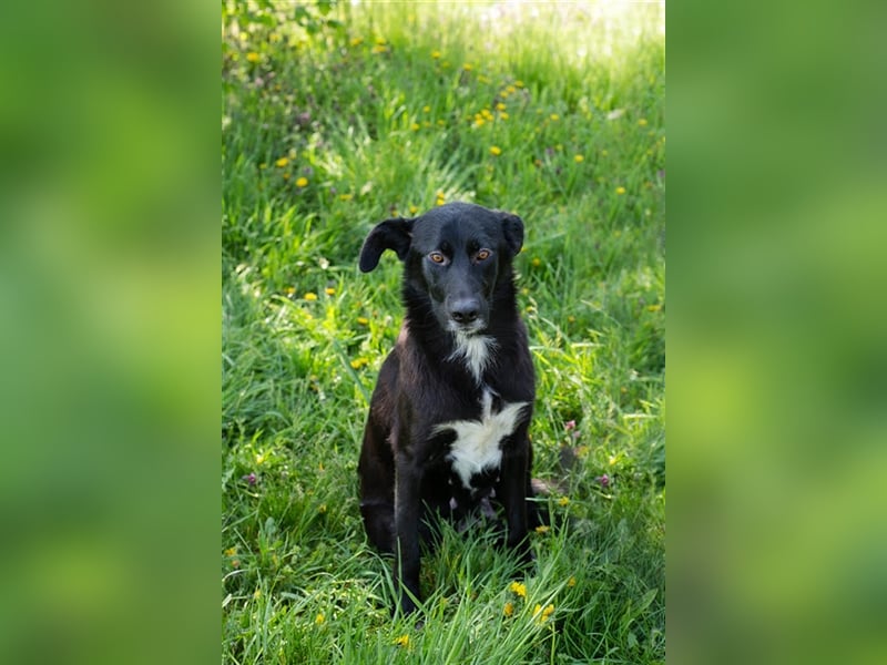 Benek: Träumt von einem Zuhause