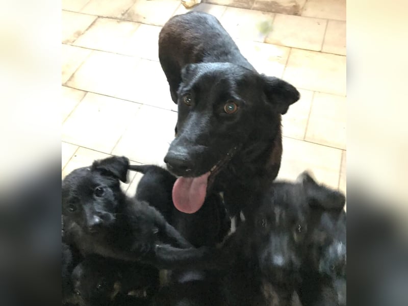 Sonja: Hundemama sucht Zuhause