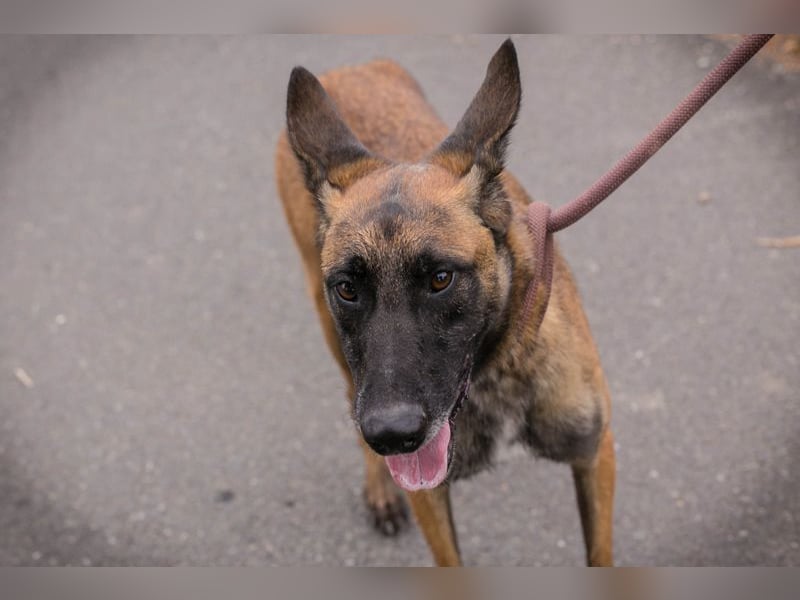 Airi: sucht ein Zuhause