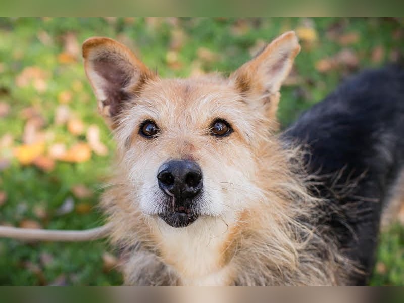 Bently: sucht Sicherheit