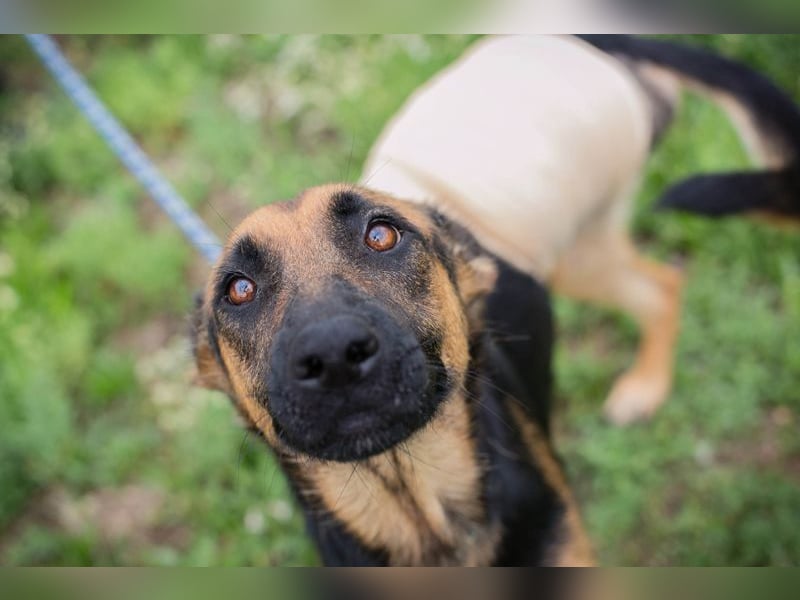 Nayra: Ein Herz auf drei Pfoten