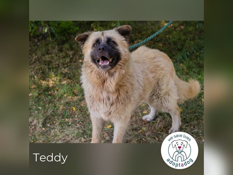Teddy sucht ein Zuhause