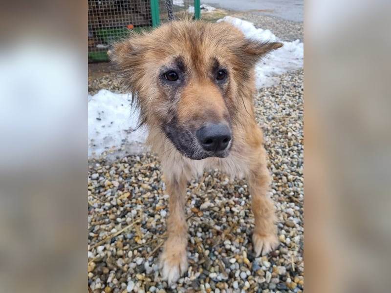 Nala sucht ein Zuhause