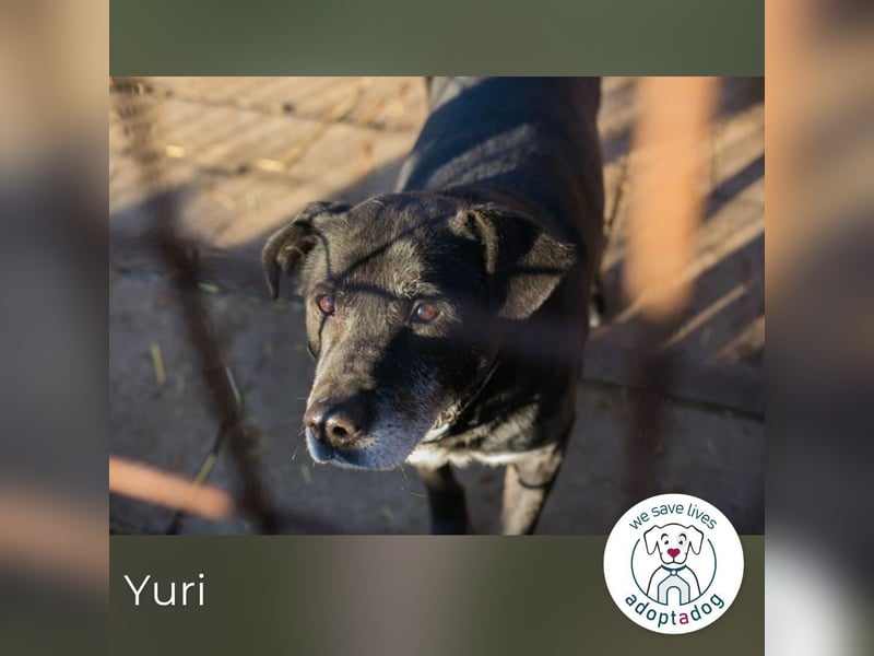 Yuri 854631 sucht ein zu Hause