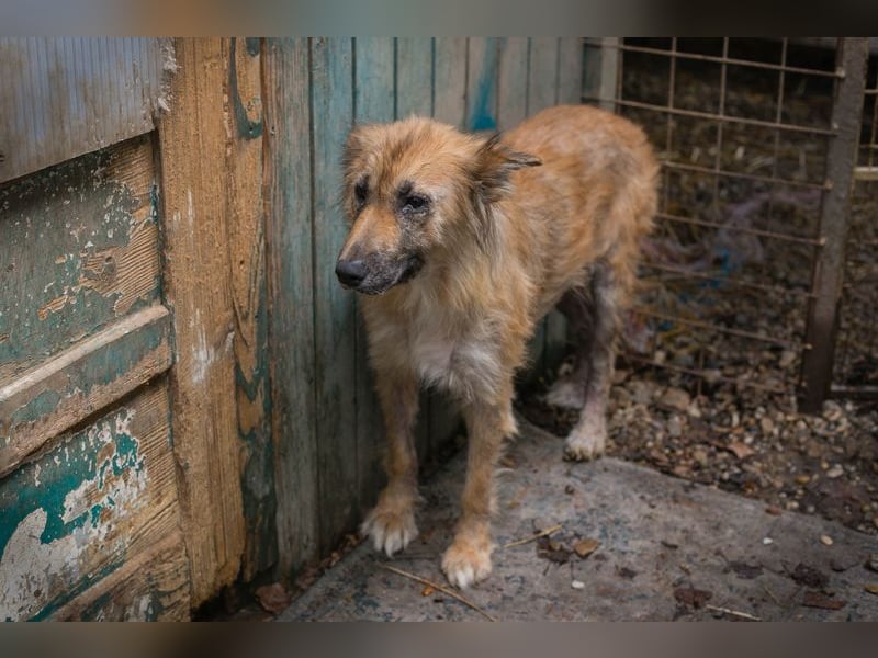 Nala sucht ein Zuhause