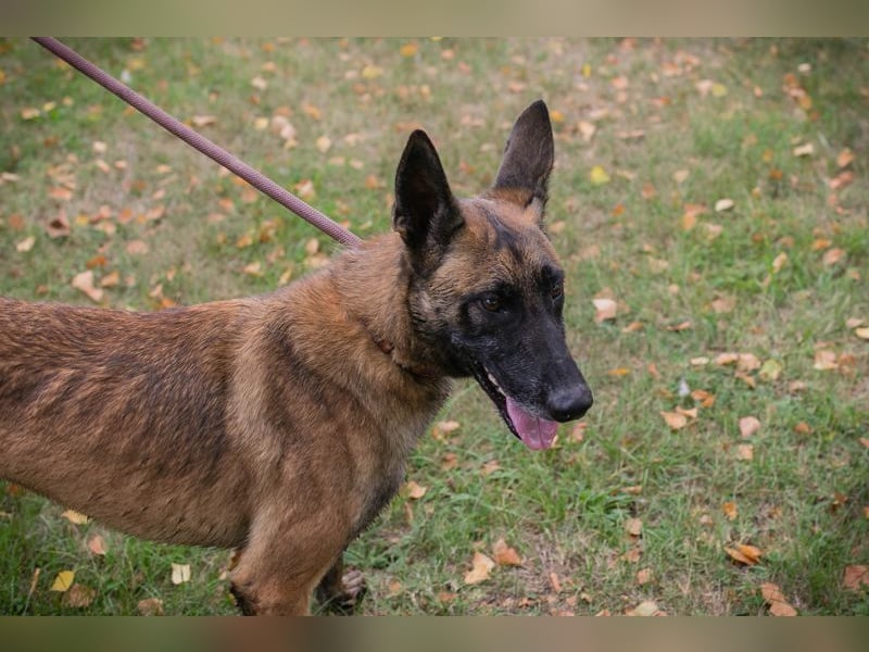 Airi: sucht ein Zuhause