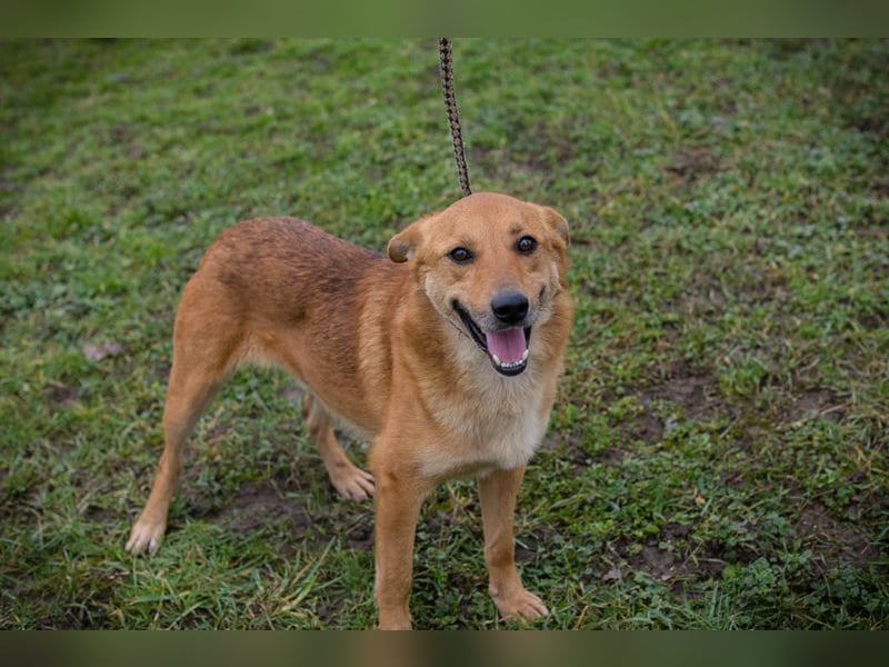 Odin sucht ein Zuhause