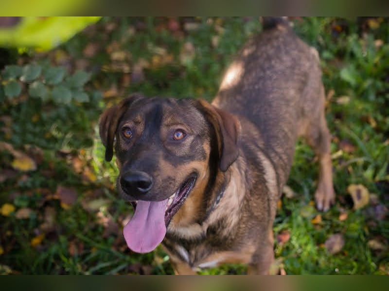 Freddy – Verspielter Entdecker sucht dich