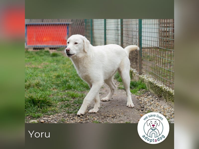 Yoru sucht ein Zuhause