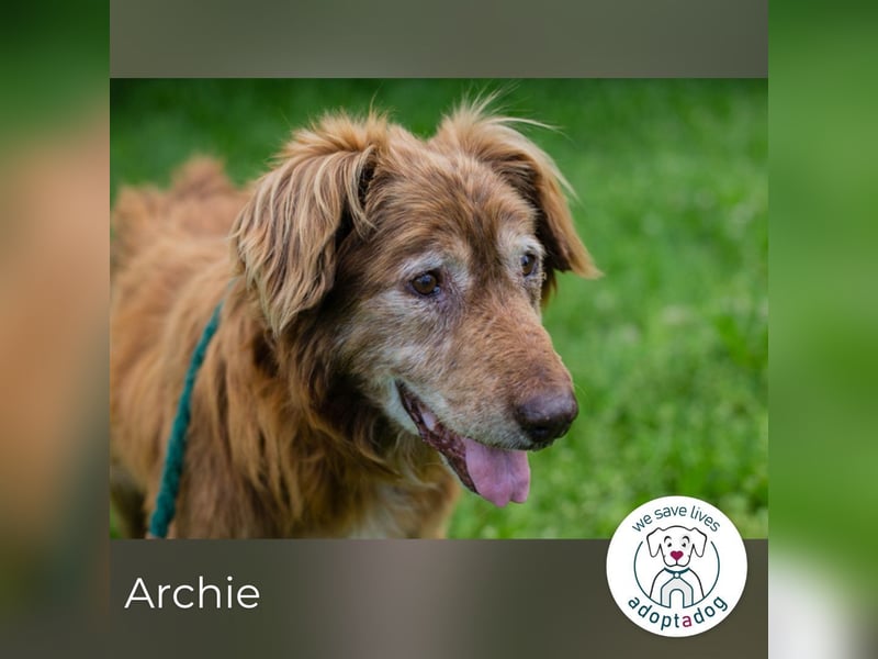 Archie sucht ein Zuhause