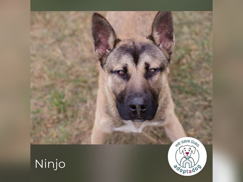 Ninjo: verspielter Junghund sucht liebevolles Zuhause