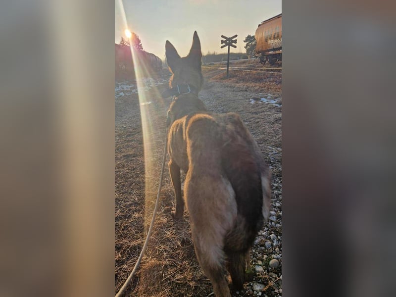 Airi: sucht ein Zuhause