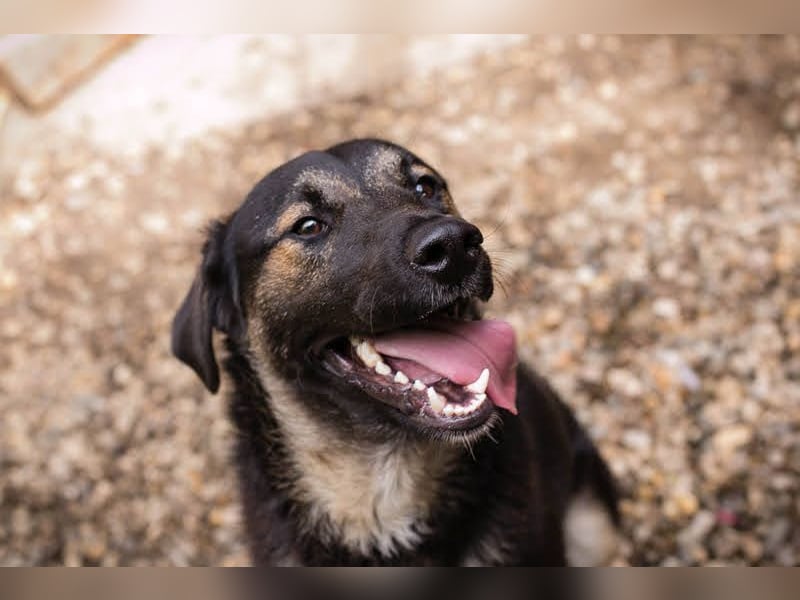 Maxi: Sonnenschein auf vier Beinen