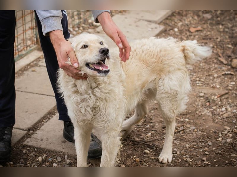 Chip 128917 sucht ein Zuhause