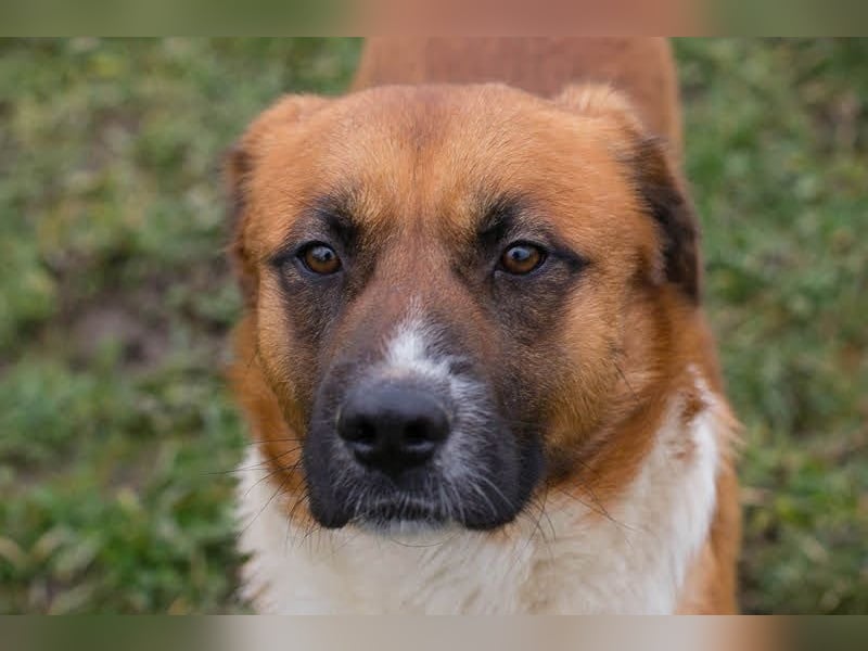 Basco: Kämpferherz sucht Liebe