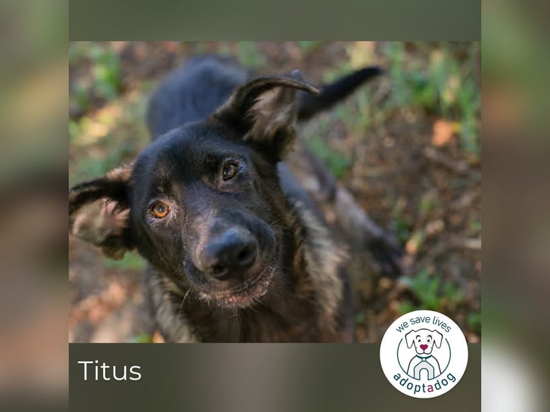 Titus 269957 sucht ein zu Hause