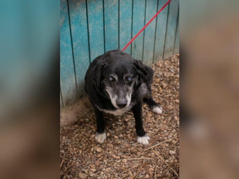 Rolfi sucht ein Zuhause