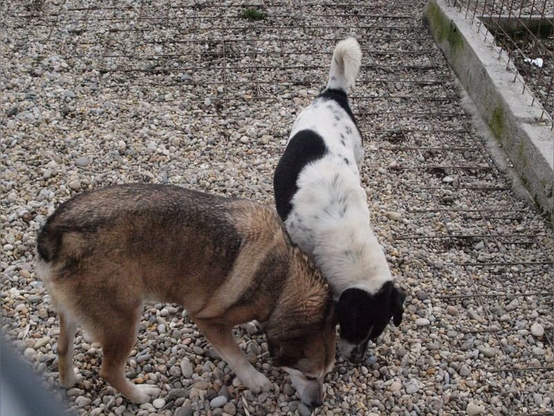 Deny – Wasserratte sucht Zuhause