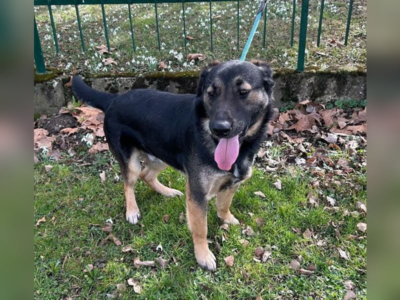 Maxi: Sonnenschein auf vier Beinen