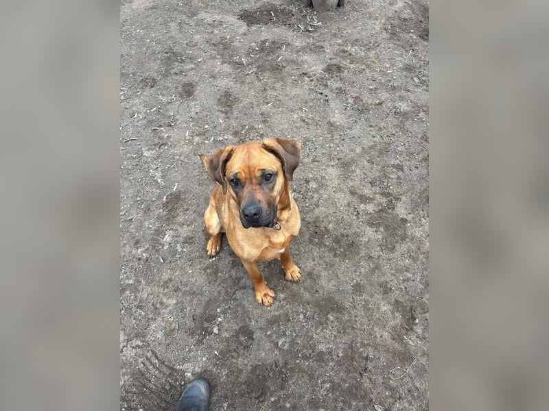 Fjella 240004 sucht ein zu Hause