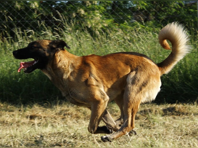 Santos: Aktiv mit grauer Schnauze