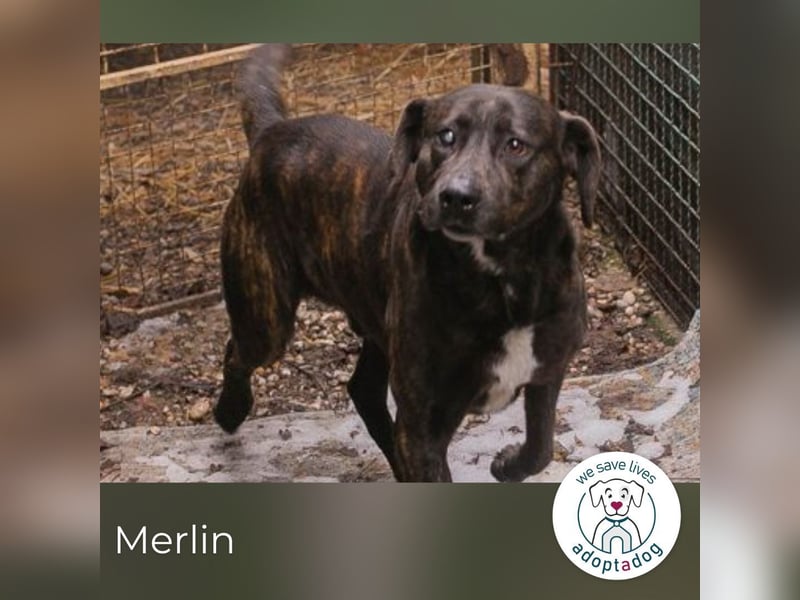 Merlin: Ein Herz voller Freundlichkeit