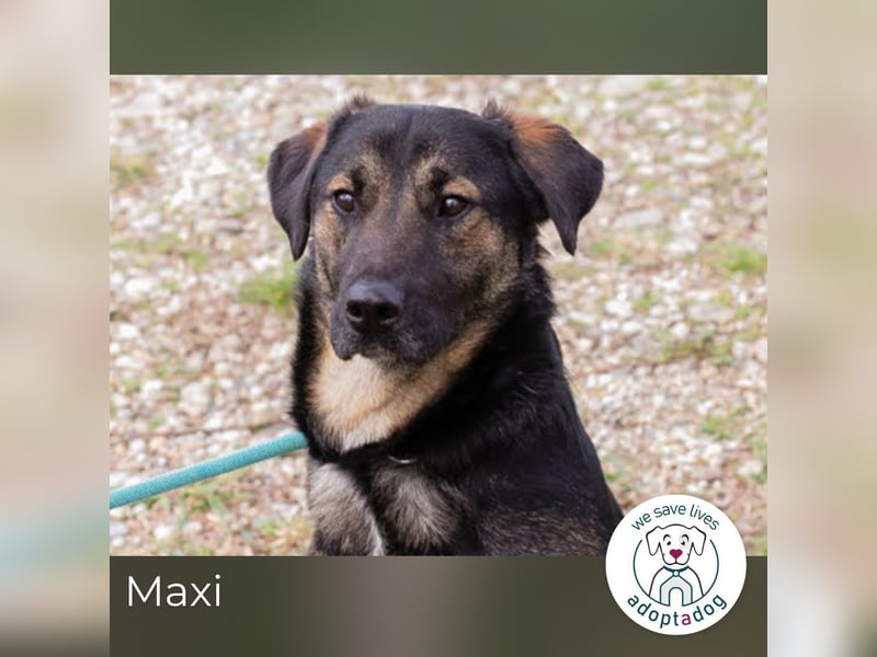 Maxi: Sonnenschein auf vier Beinen