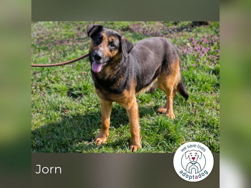 Jorn 271719 sucht ein zu Hause