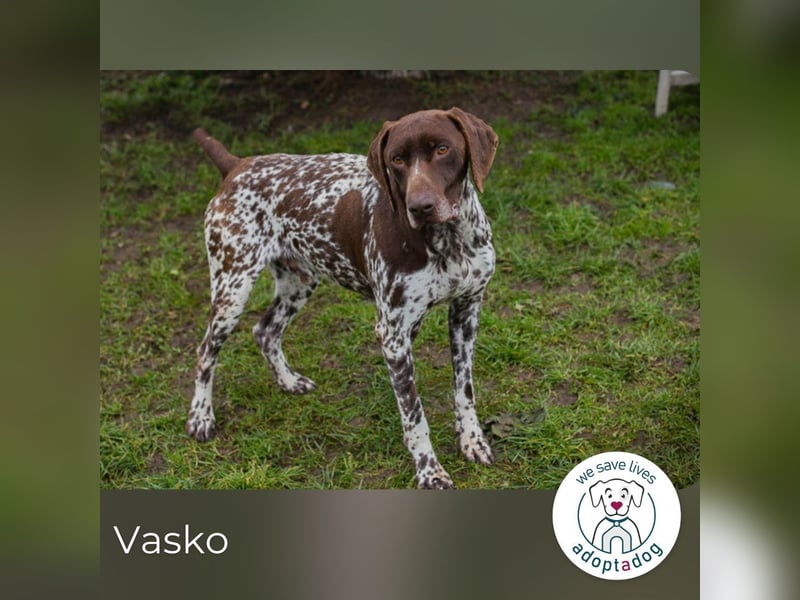 Vasko: Lebendiger Teamplayer