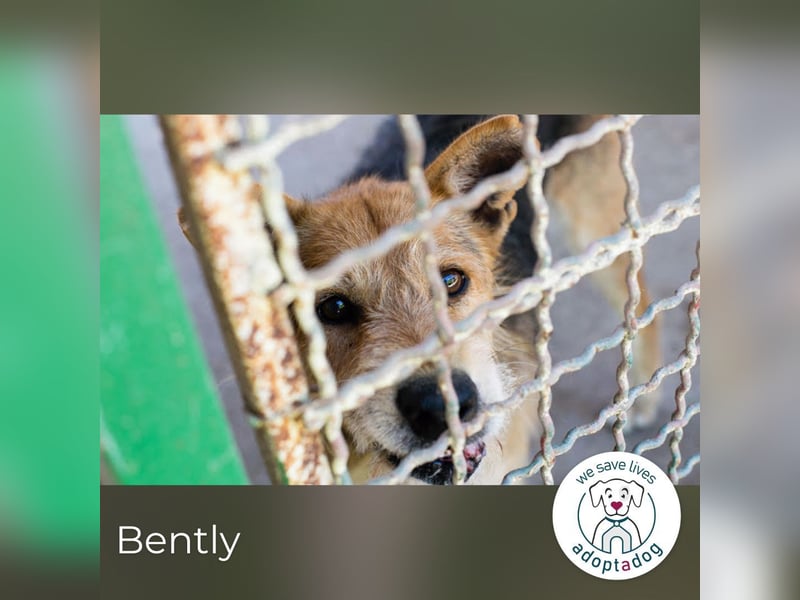 Bently: sucht Sicherheit